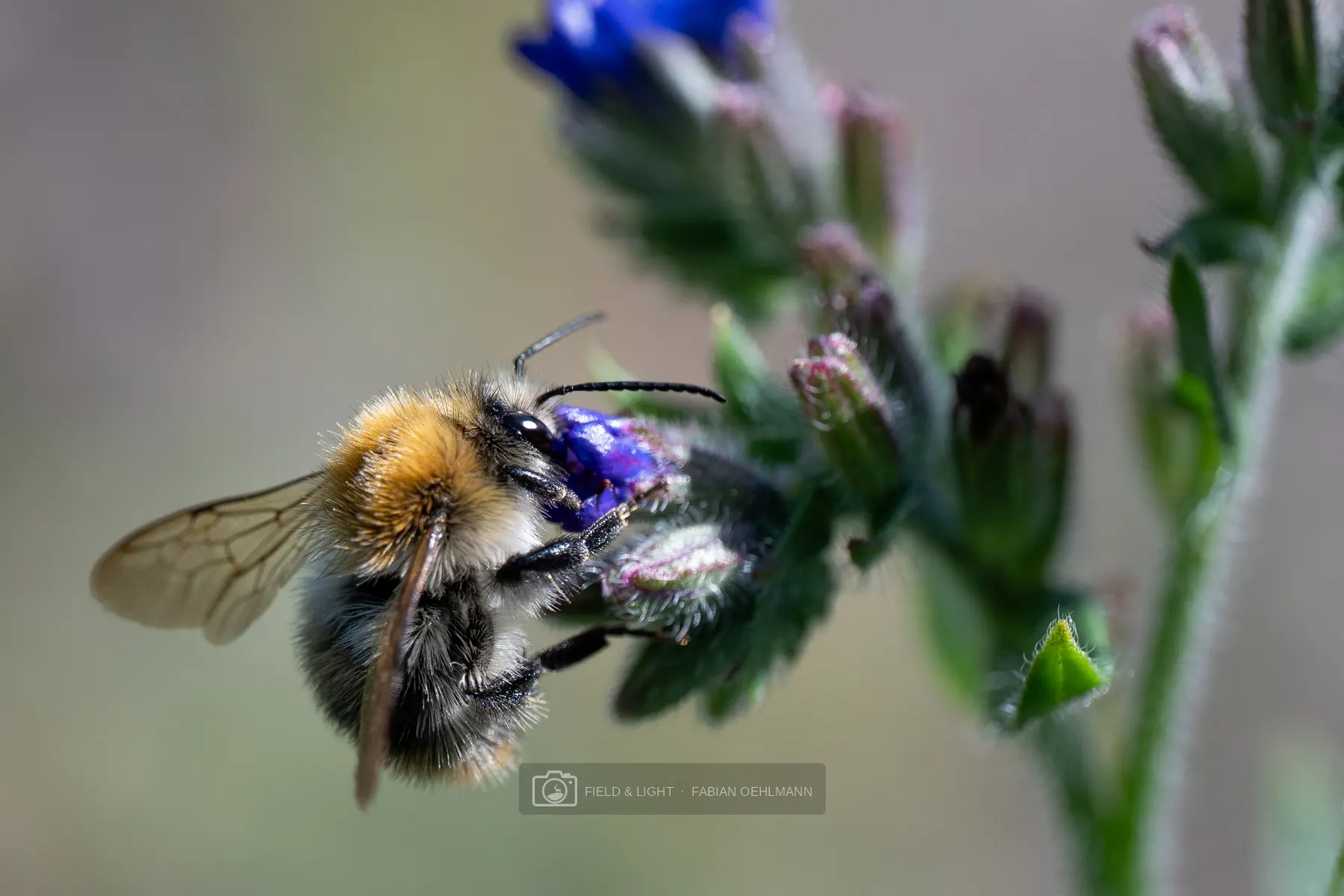 A bee in flight near purple flowers
