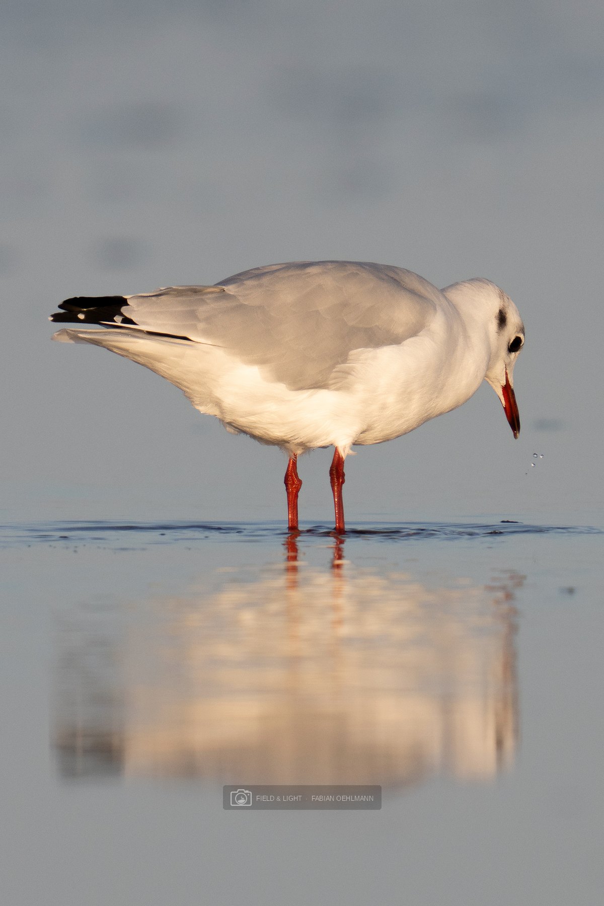 A black-headed gull watching droplets fall from its bill above a warm reflection at Jerup Beach