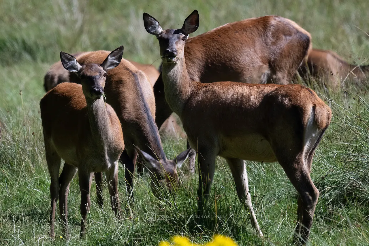 Two alert red deer looking toward the camera among their herd