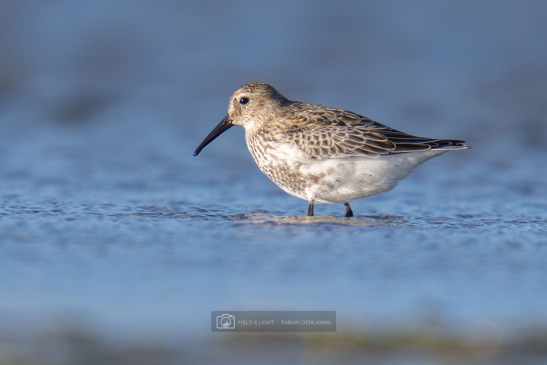 A dunlin standing in blue shallows with its patterned plumage in clear view