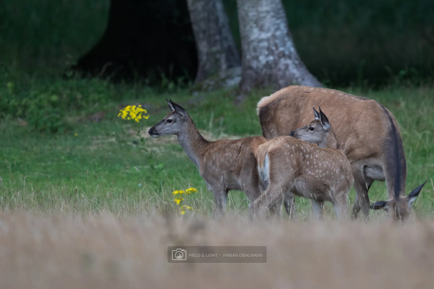 A red deer hind with two young calves at the edge of a meadow