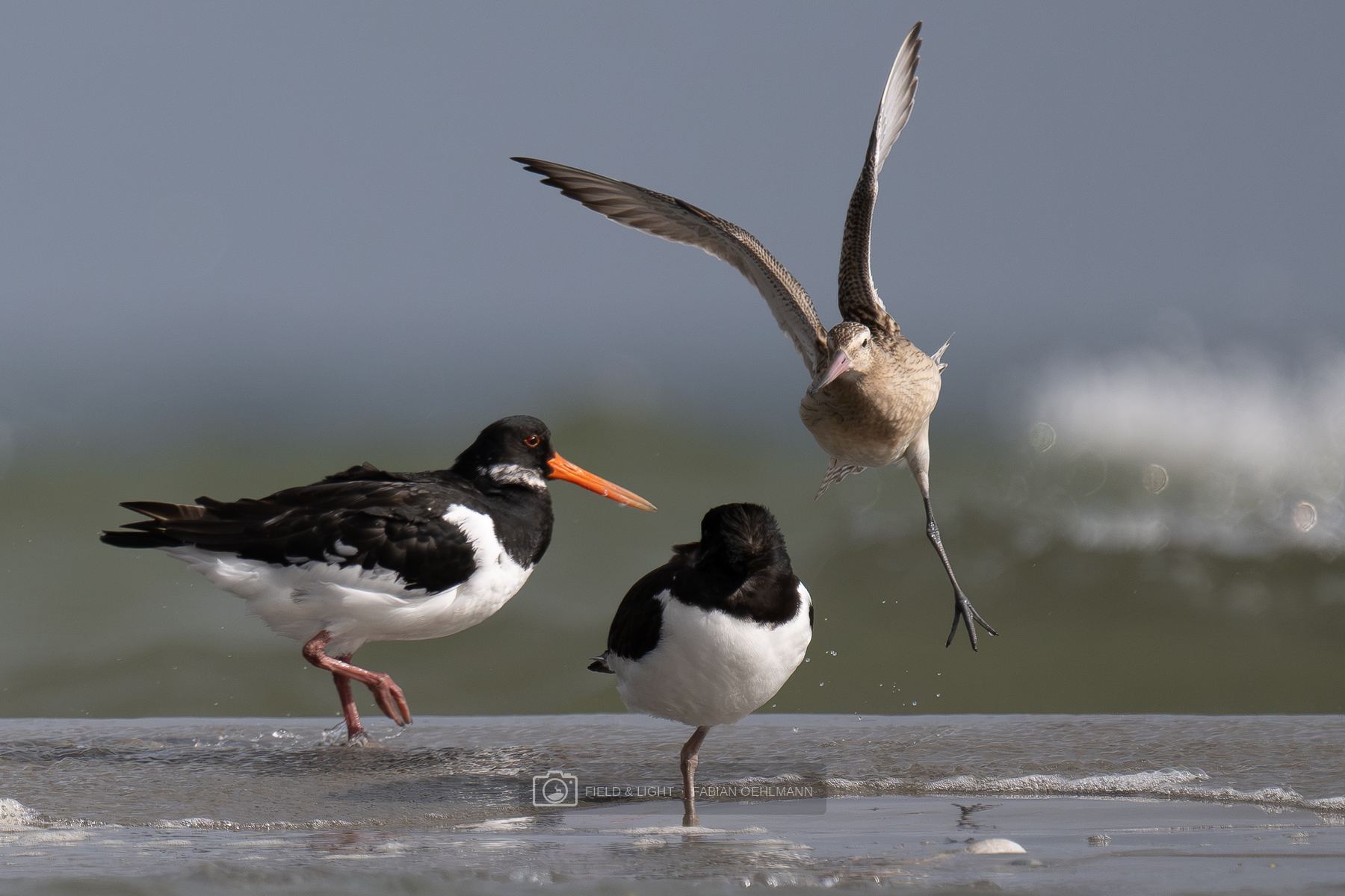 A young bar-tailed godwit drops in with raised wings between two oystercatchers at the water’s edge