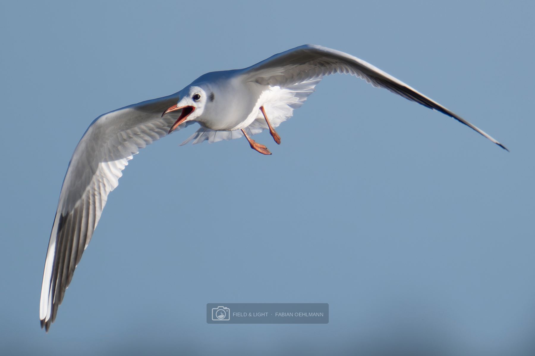 A black-headed gull calling in flight with wings fully spread against a blue sky