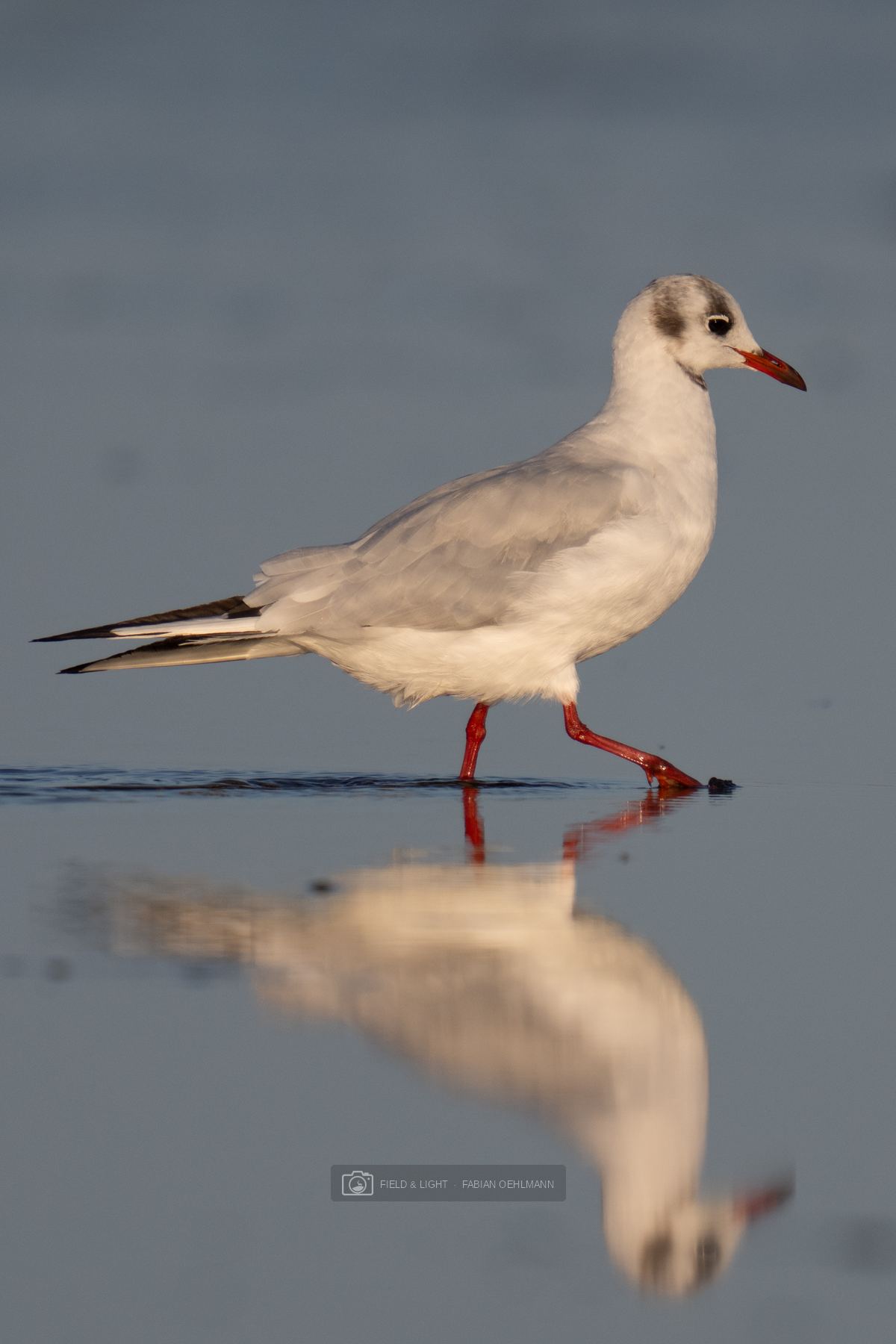 A black-headed gull striding through shallow water at Jerup Beach, mirrored in the still surface