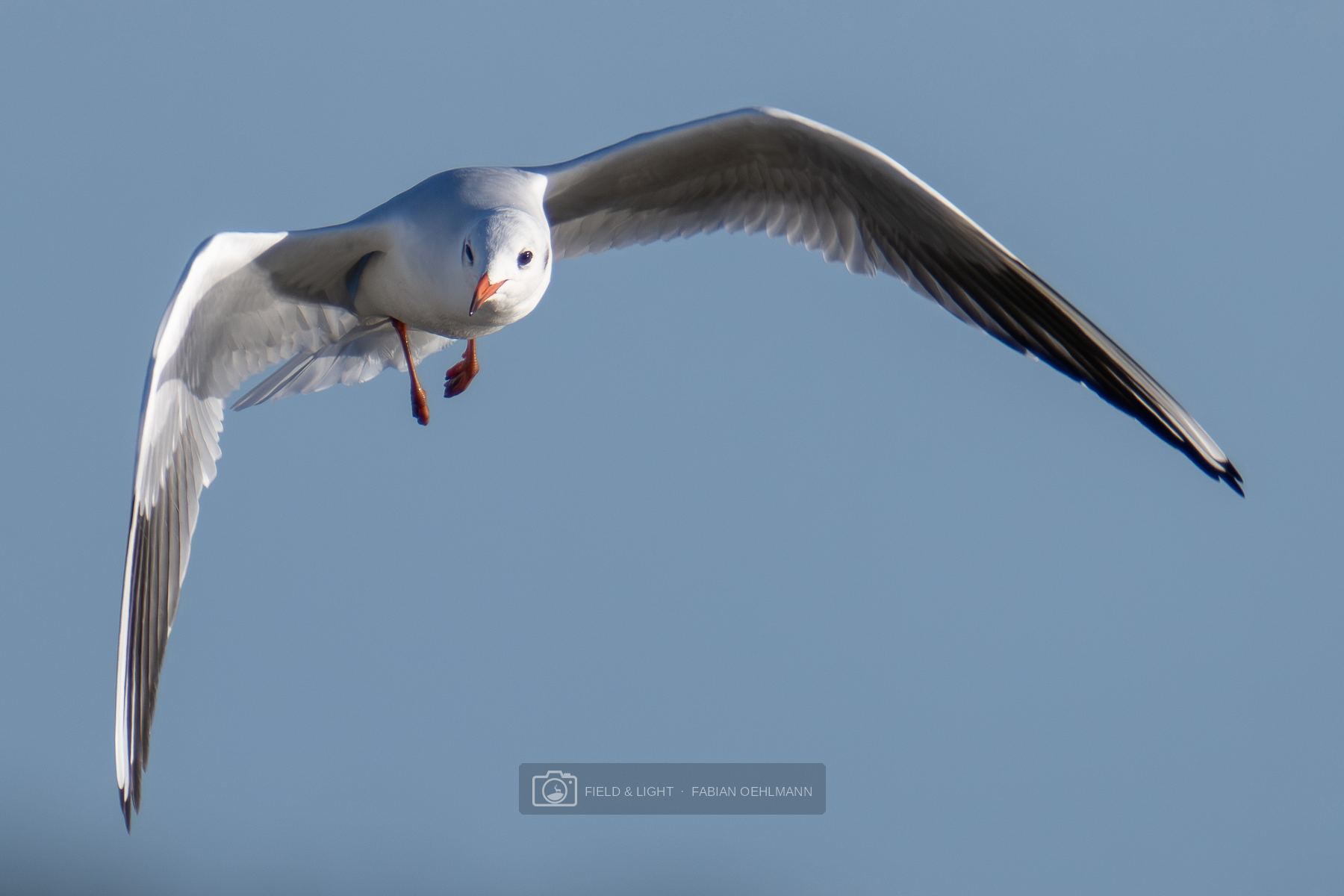 A black-headed gull in winter plumage flying straight towards the camera against a clear blue sky