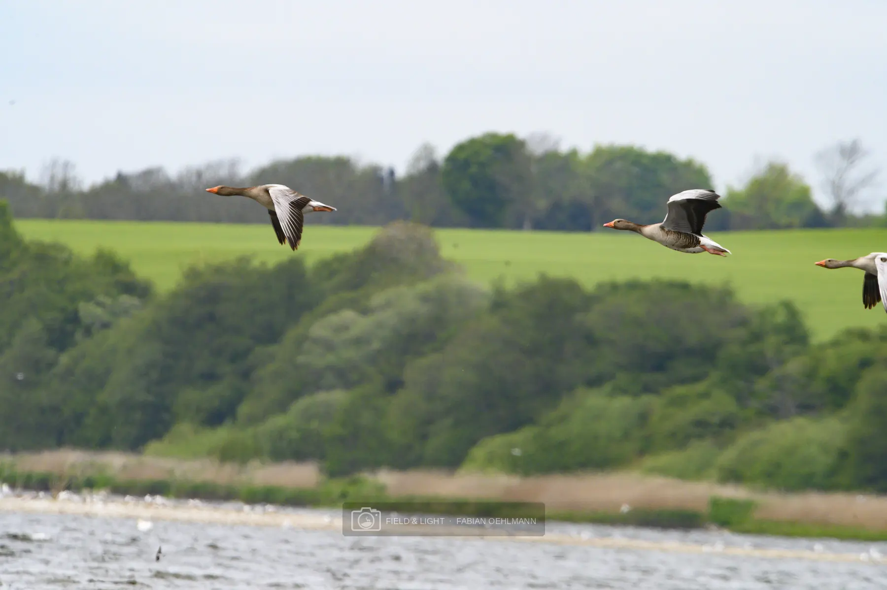 Three greylag geese flying low over the water in front of green fields