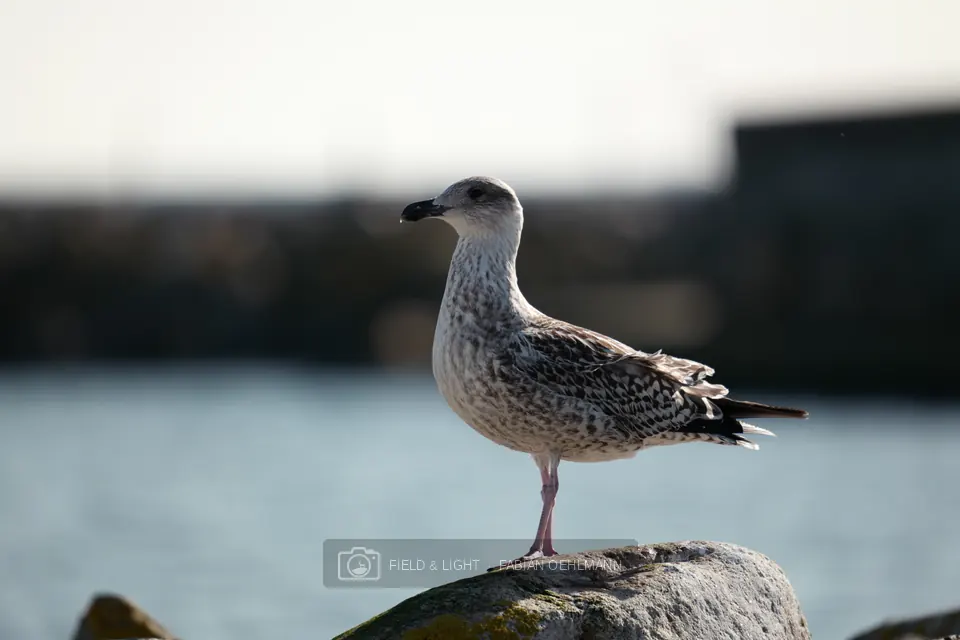 Young gull standing on a coastal rock