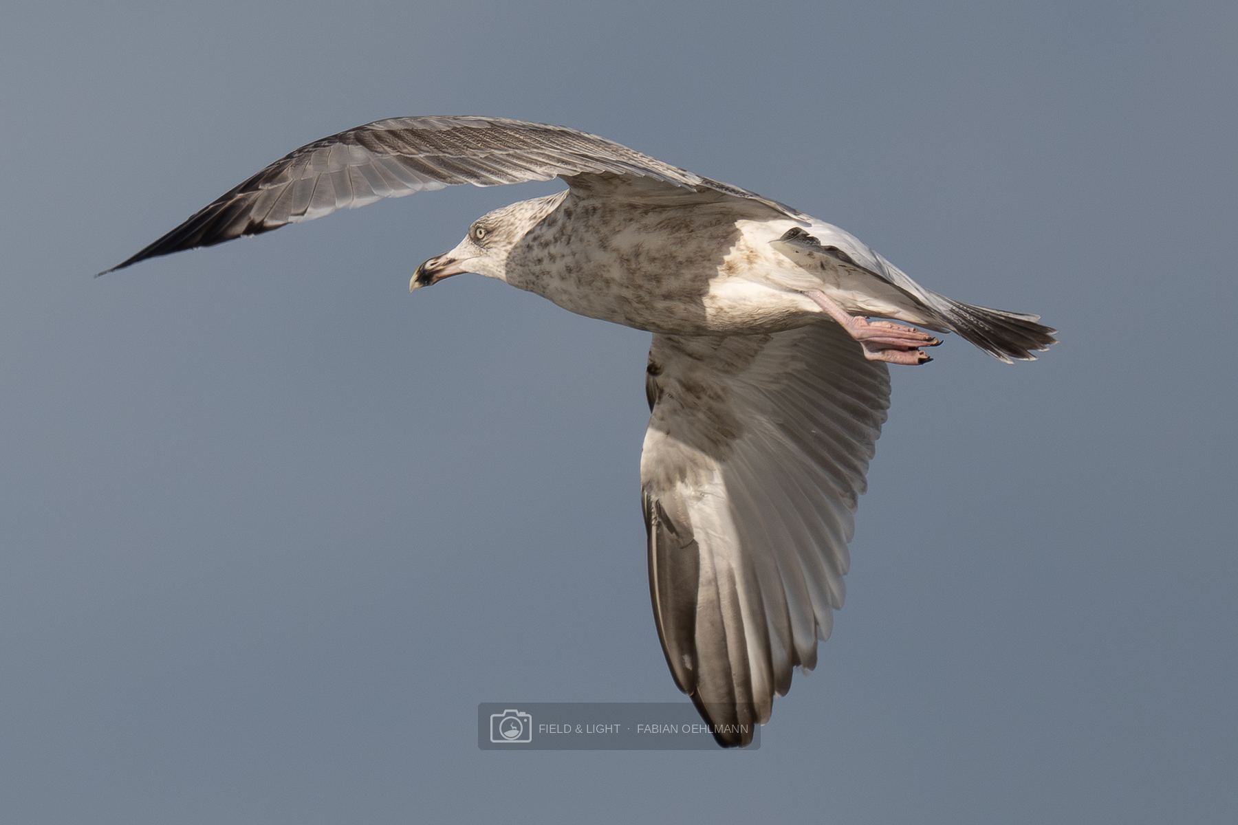 A young herring gull banking overhead against a blue-grey sky, its wings spread wide