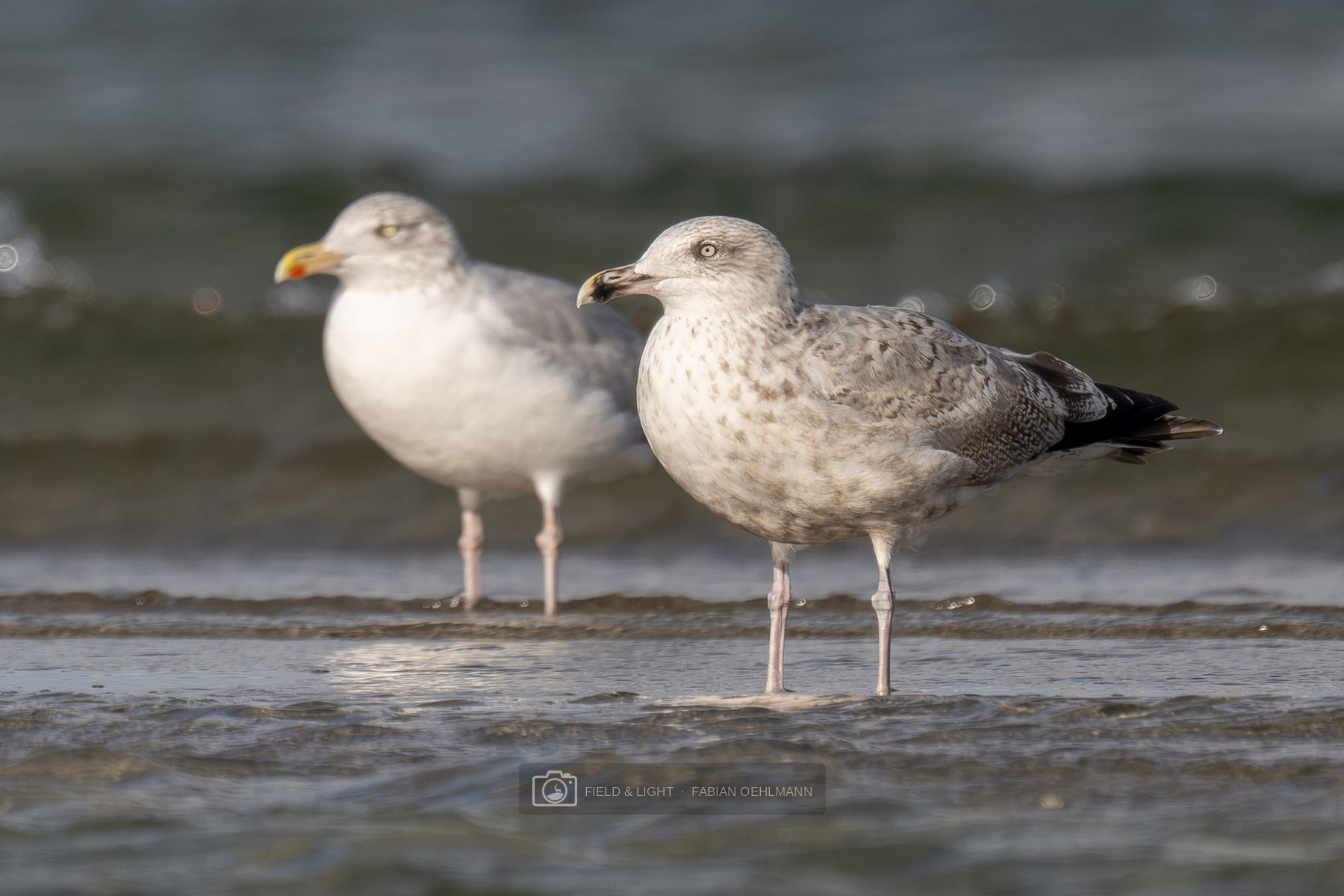 An adult and a young herring gull standing side by side in the shallows at Jerup Beach