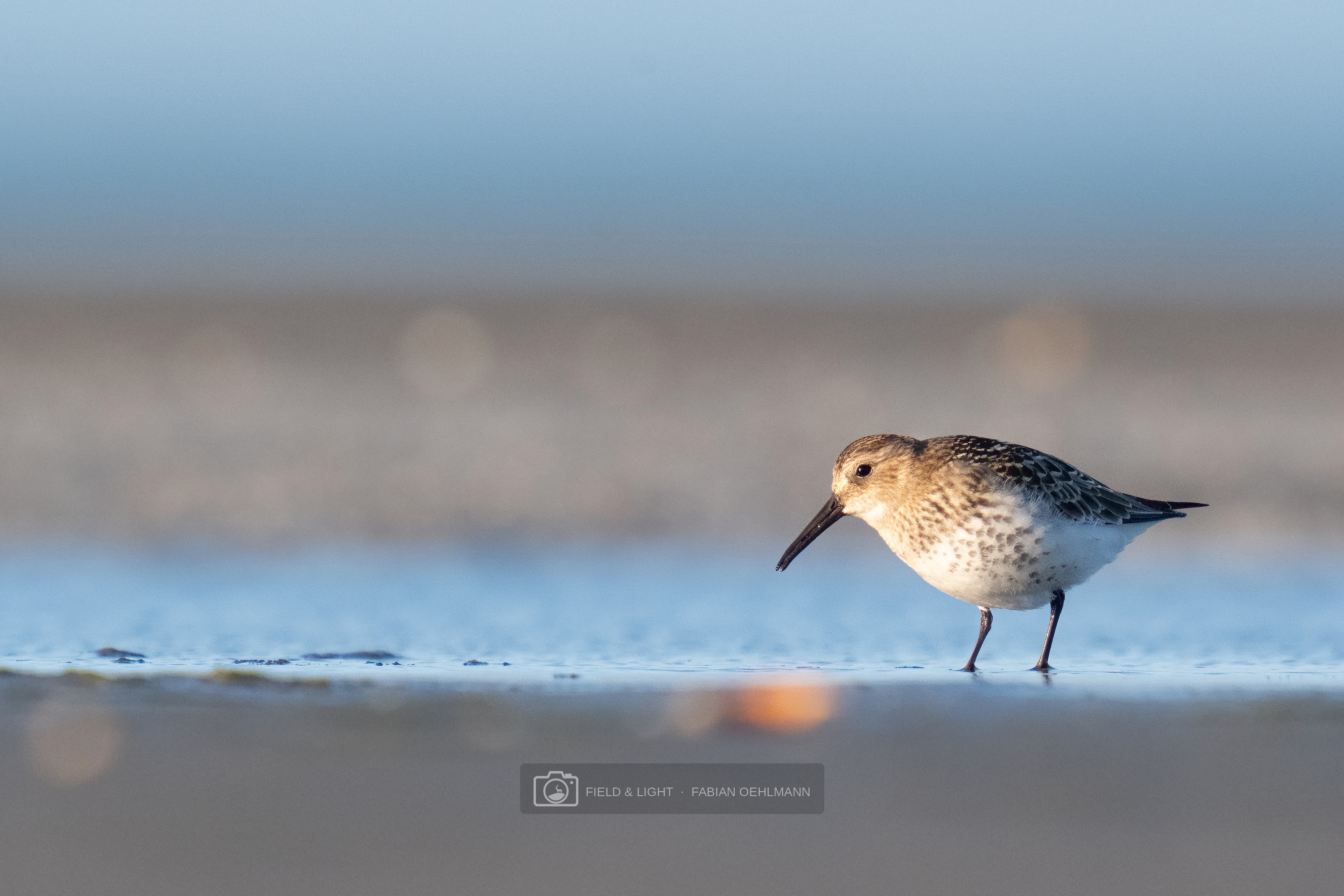 A dunlin pauses in shallow water at Jerup Beach in the evening light