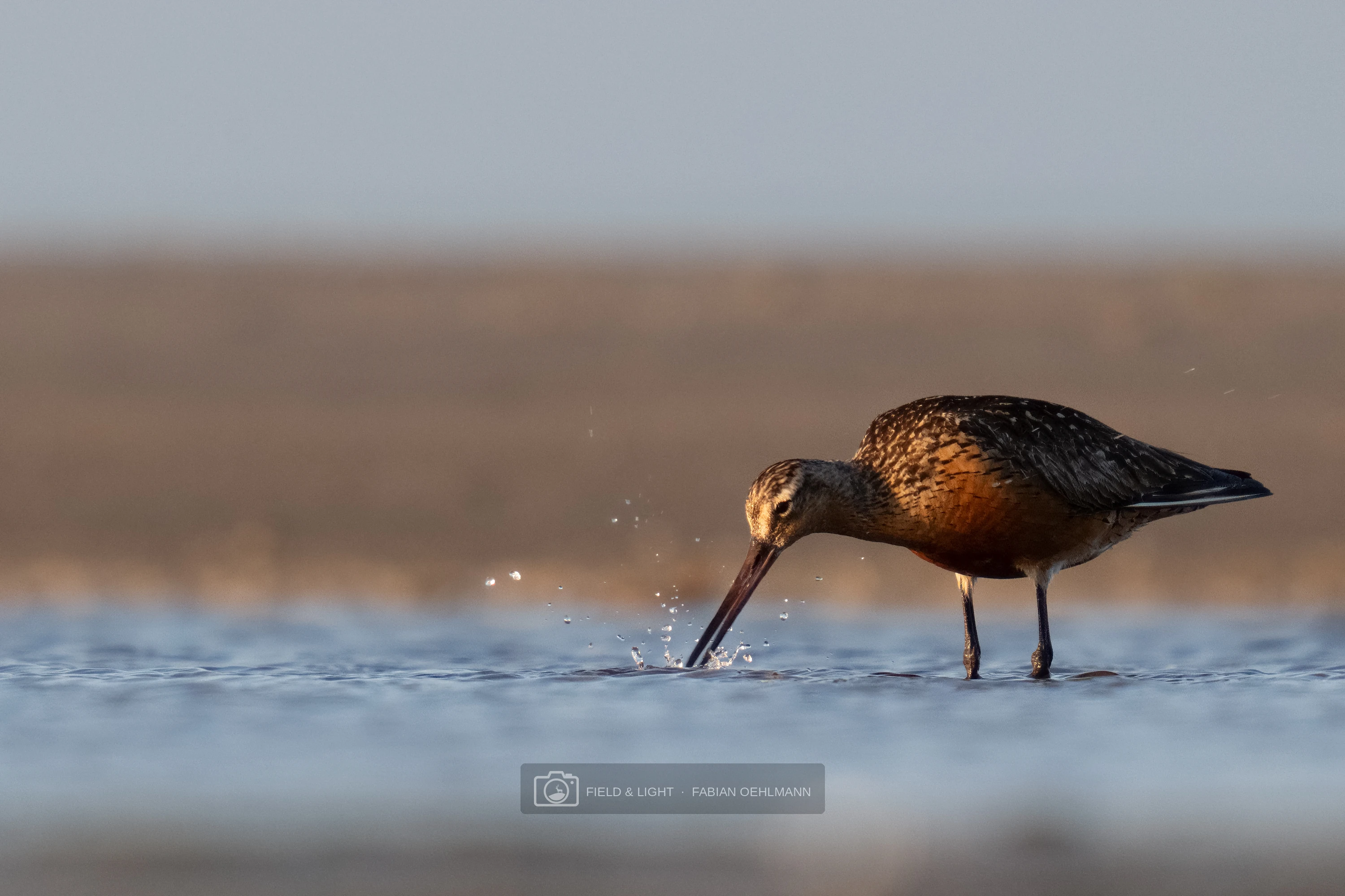 A bar-tailed godwit searches for food in the shallows