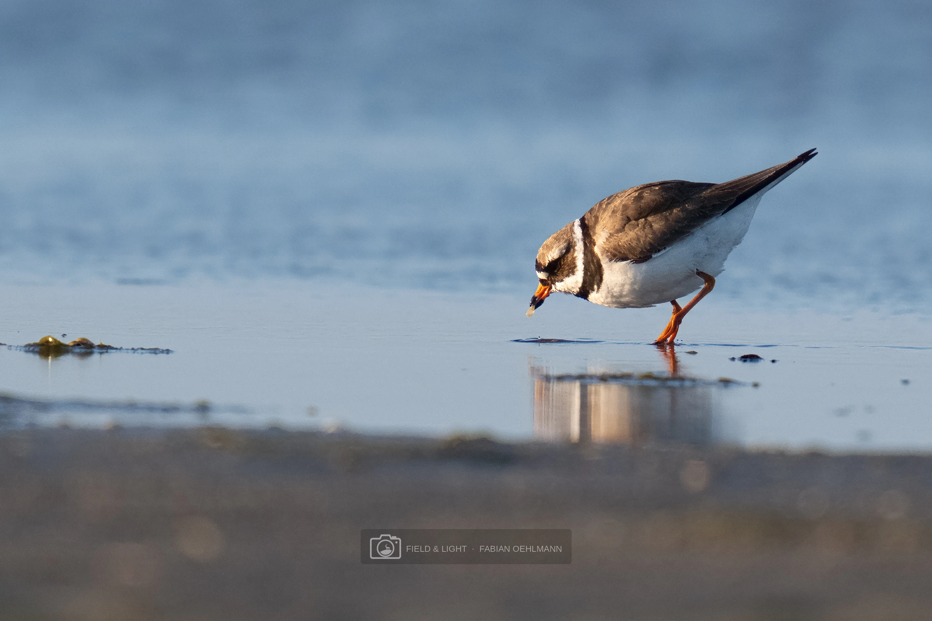 A ringed plover finds food at the water's edge