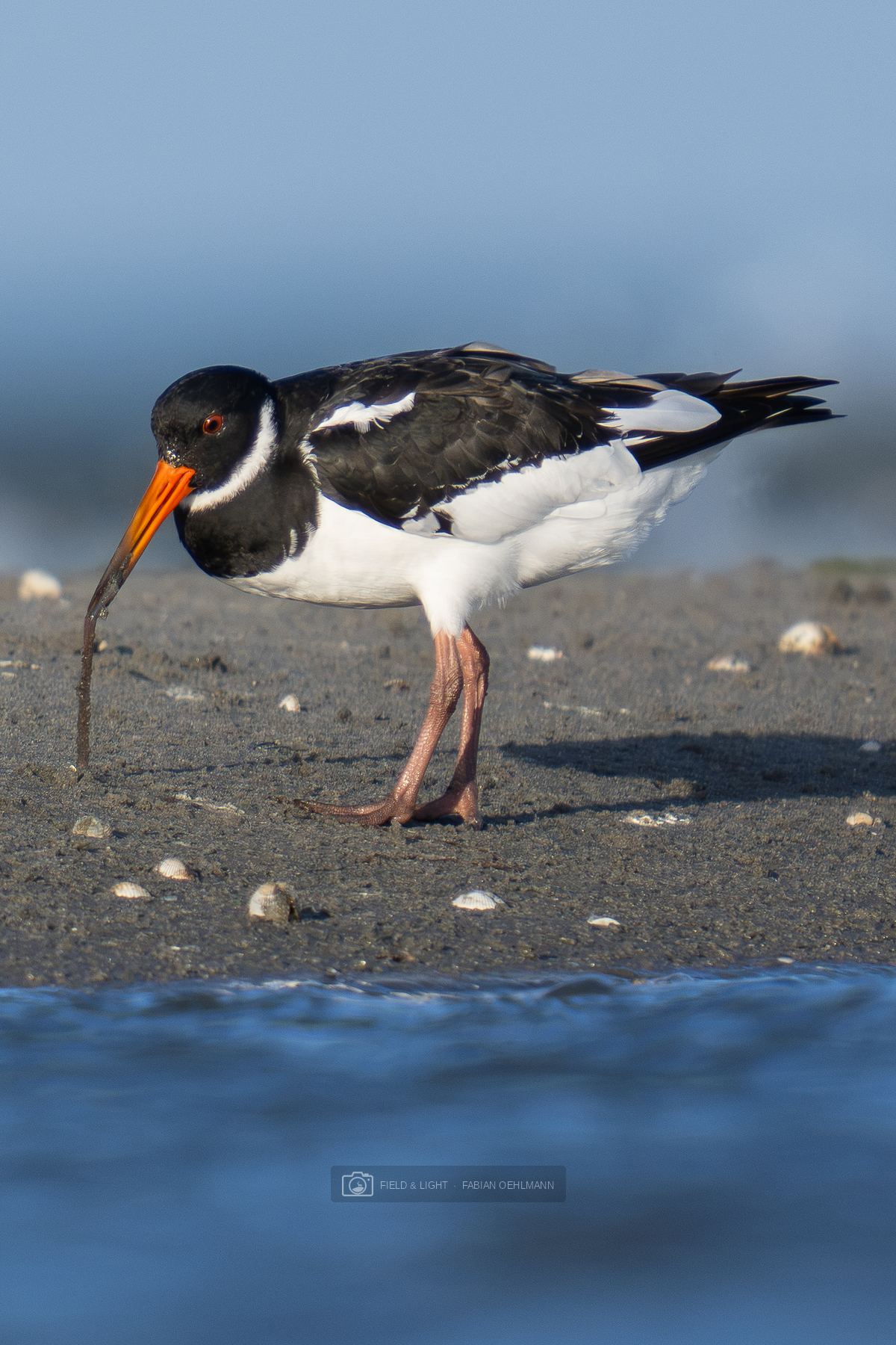A Eurasian oystercatcher pulling a long worm from the wet sand of a sandbar