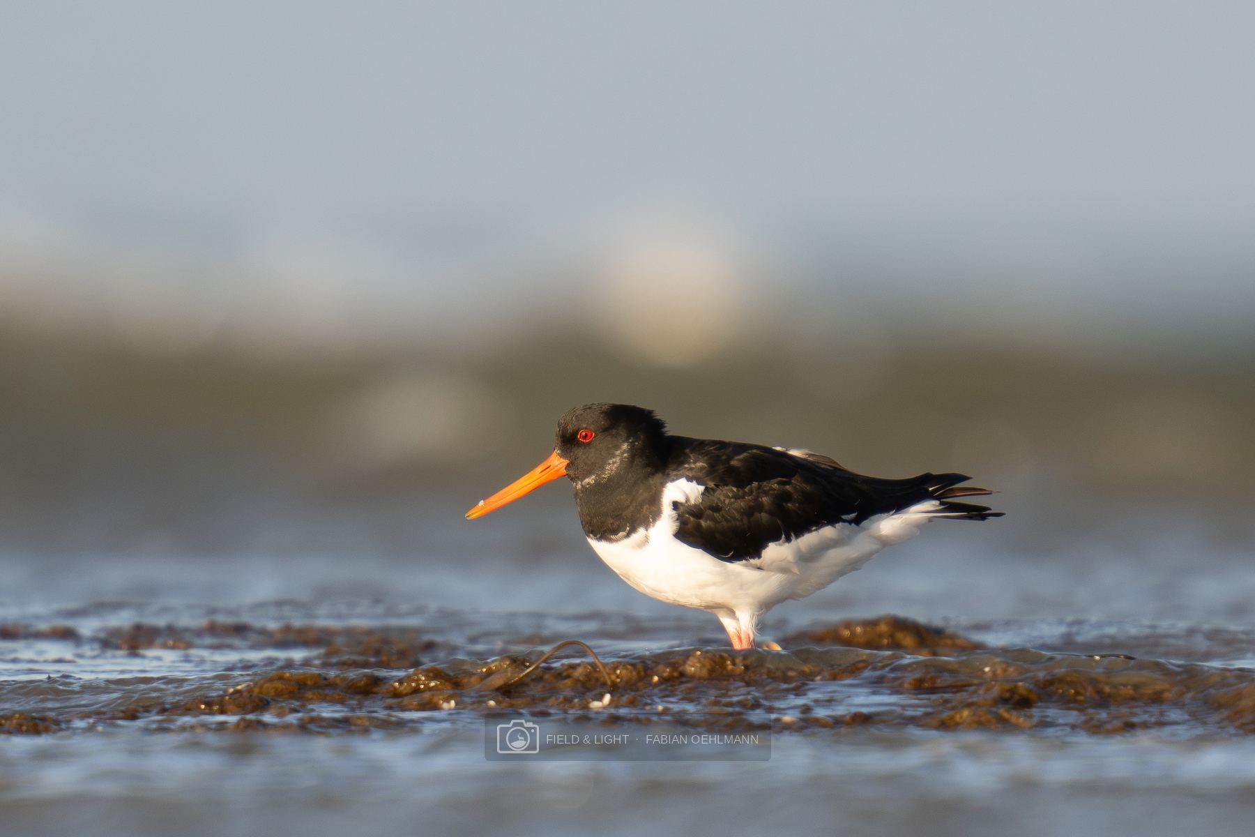 A Eurasian oystercatcher standing among seaweed at the edge of shallow water