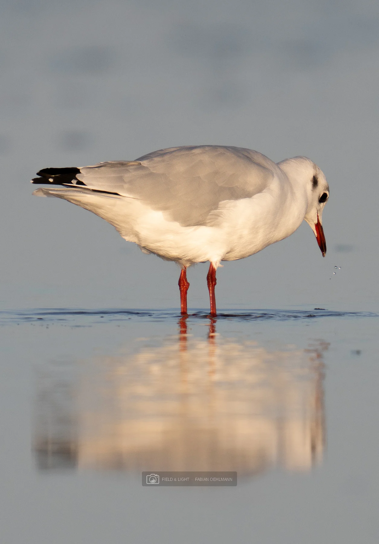 A gull with red legs and a drop beneath its bill, reflected in water