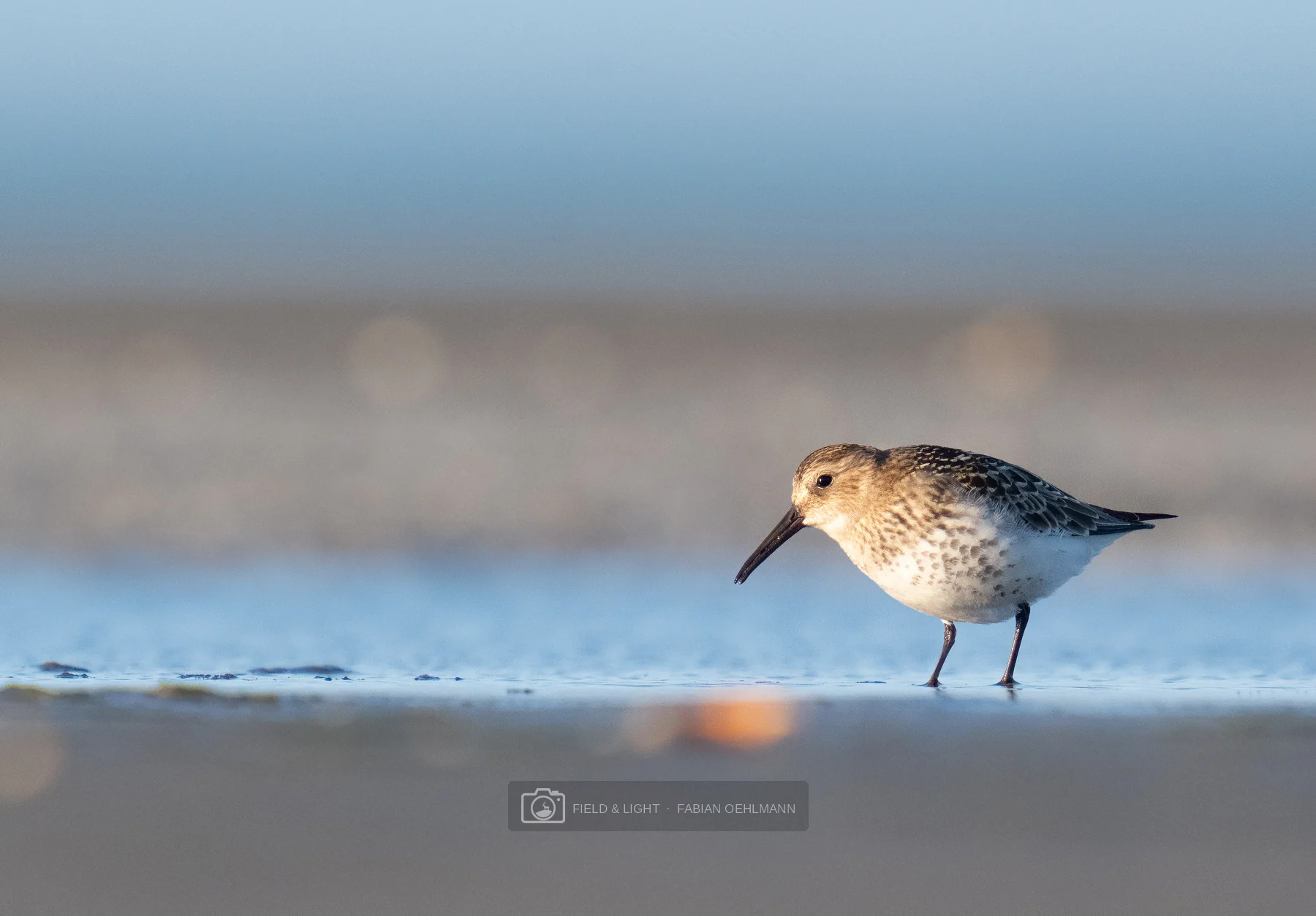 A dunlin pauses in shallow water at Jerup Beach in the evening light