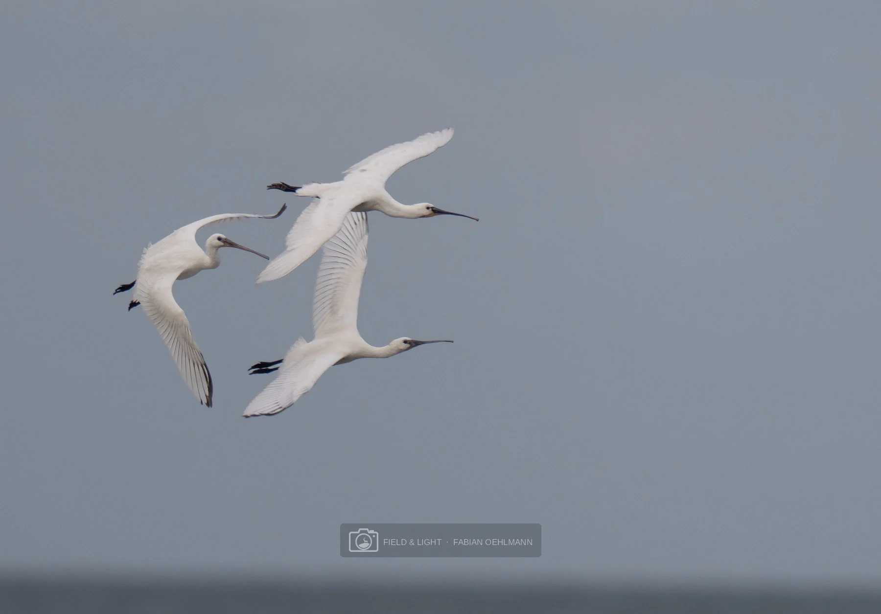 Three Eurasian spoonbills banking together against a quiet grey sky