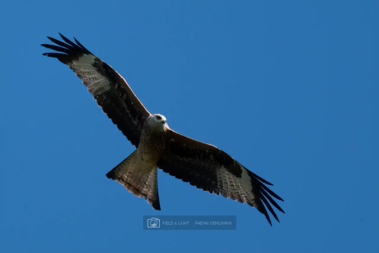 A red kite banking through a clear blue sky