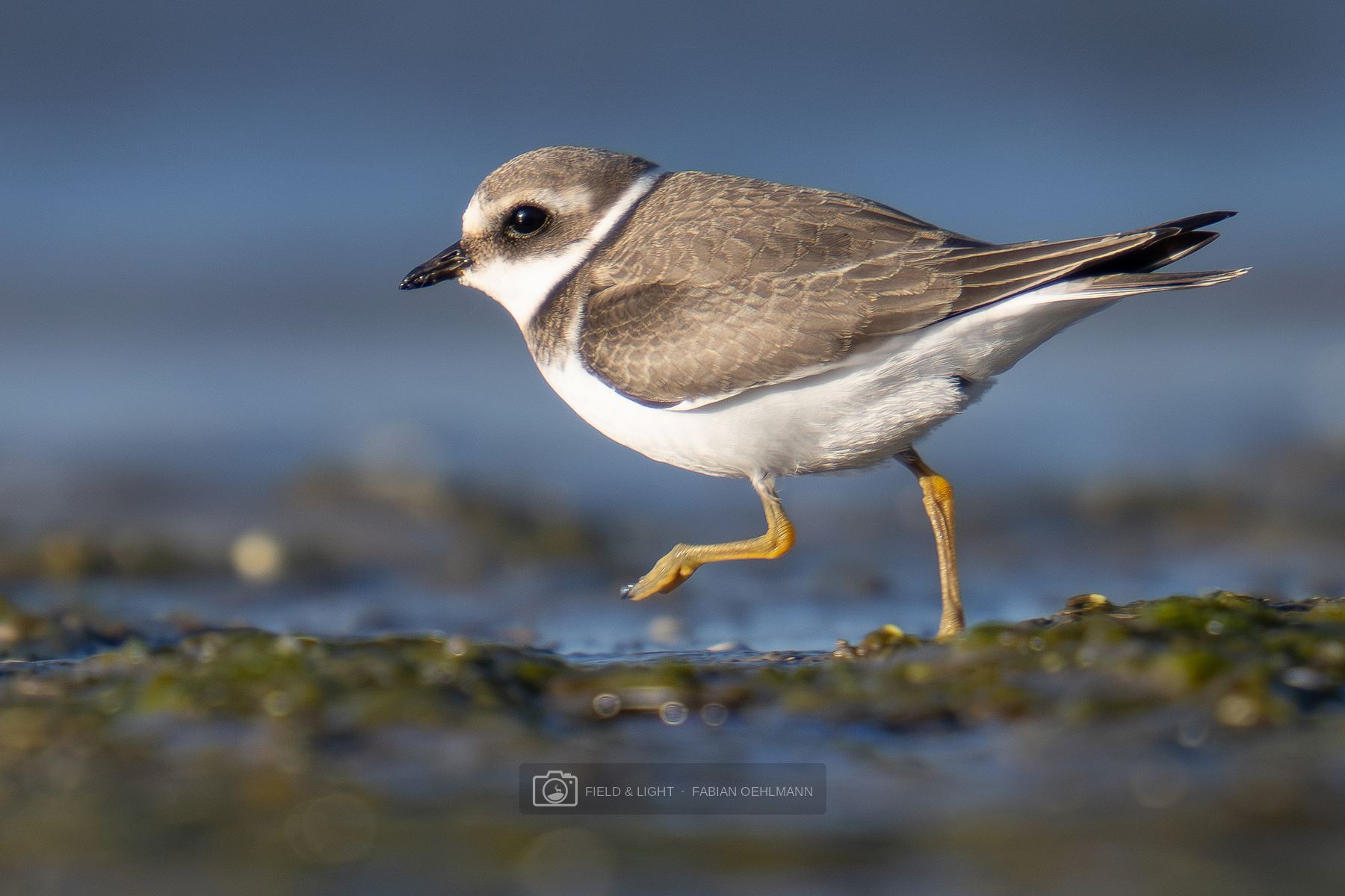 A common ringed plover stepping across wet seaweed beside shallow coastal water