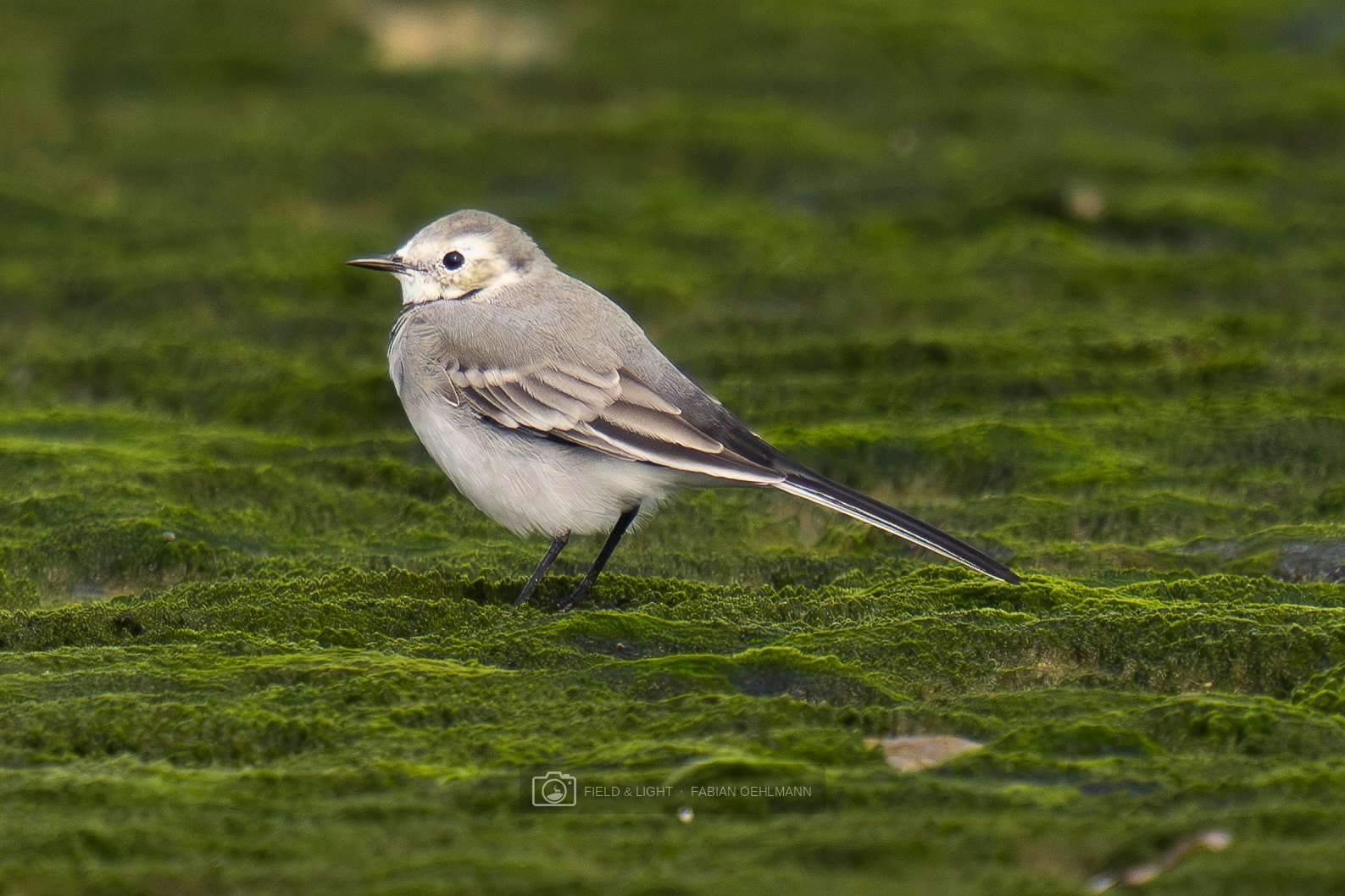A young wagtail standing on a green, algae-covered stone