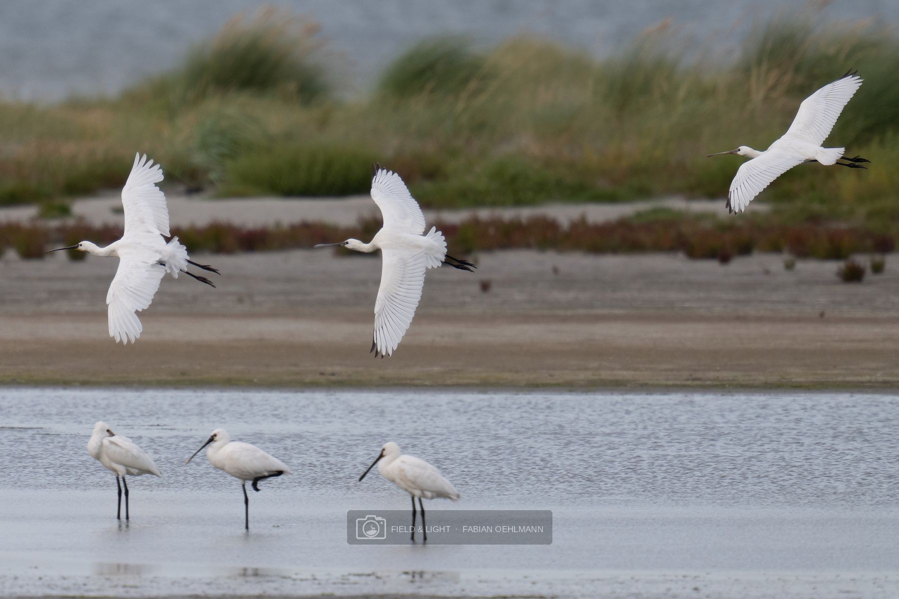 Three Eurasian spoonbills flying above three resting birds in shallow coastal water