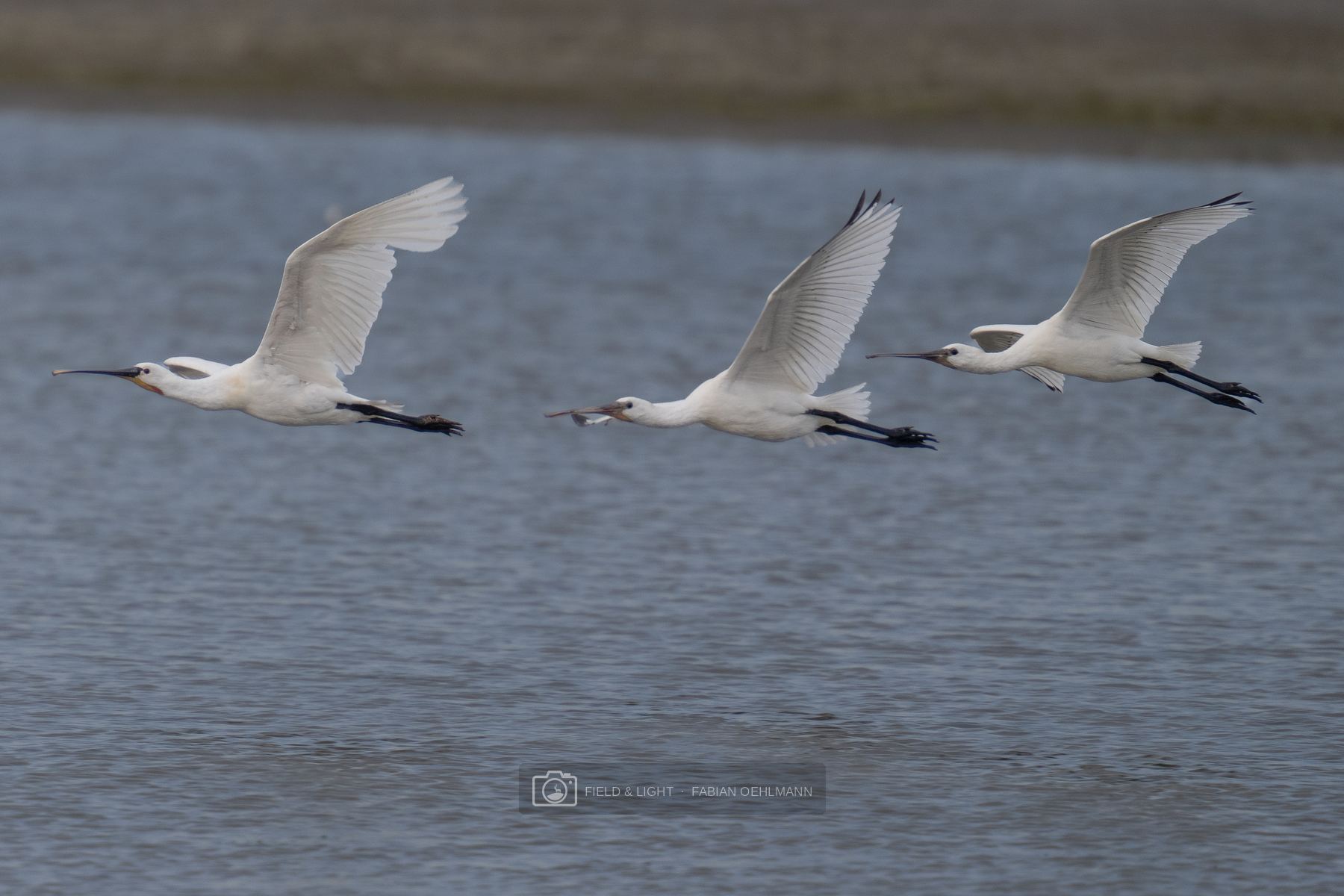 Three Eurasian spoonbills flying in formation low above blue-grey water
