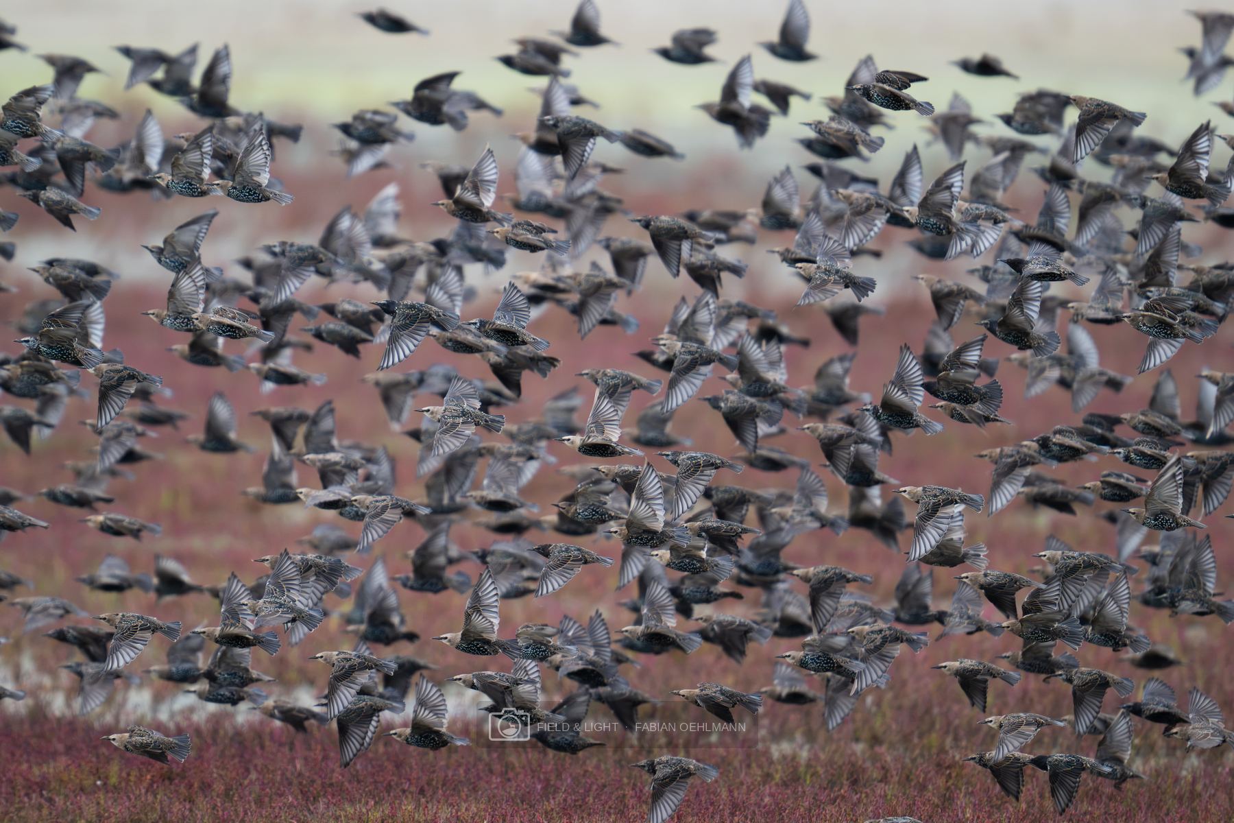 A dense flock of common starlings lifting off above red samphire on a coastal marsh