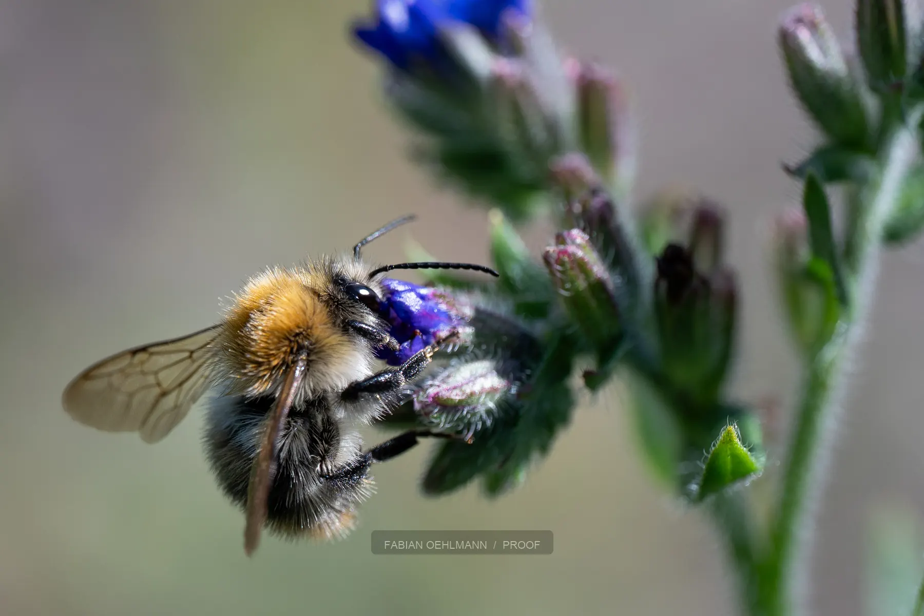 A bee in flight near purple flowers
