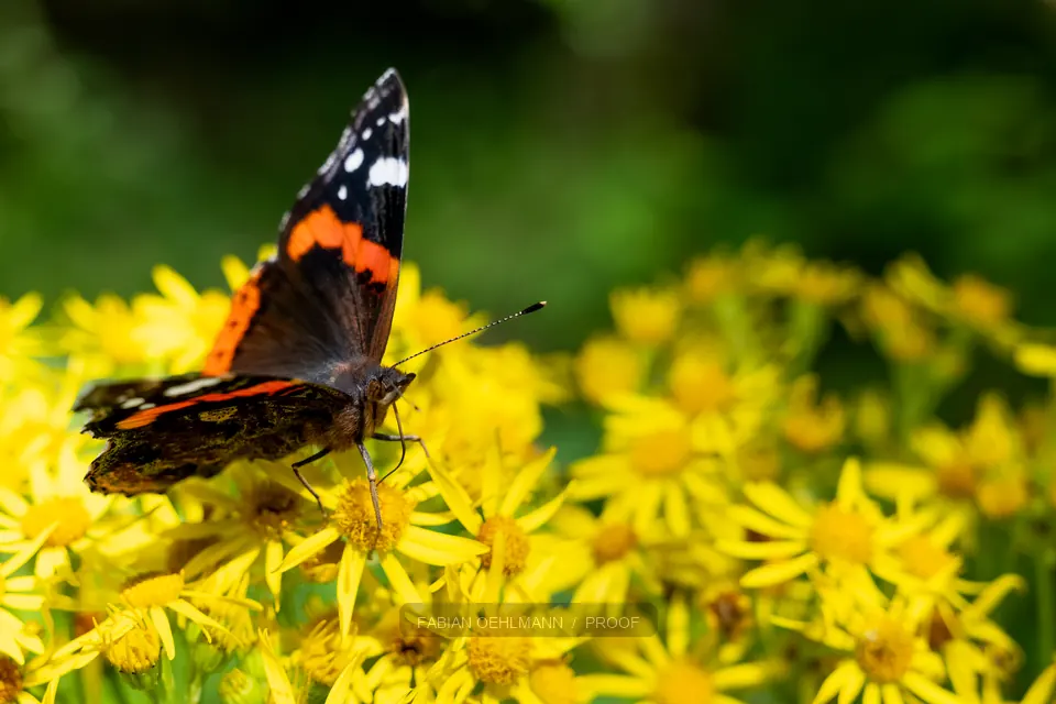 Red admiral butterfly on yellow flowers
