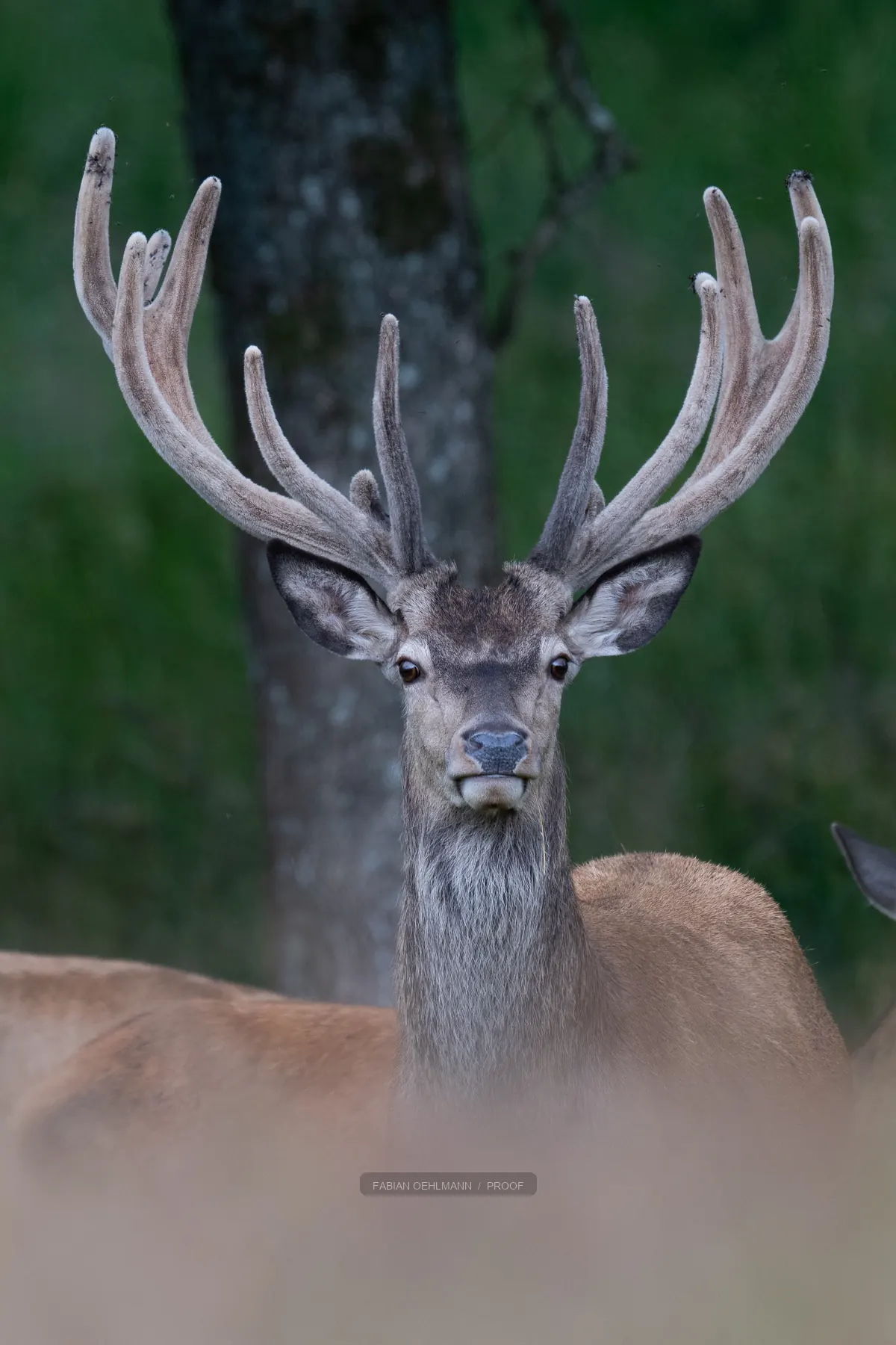 Portrait of an antlered deer