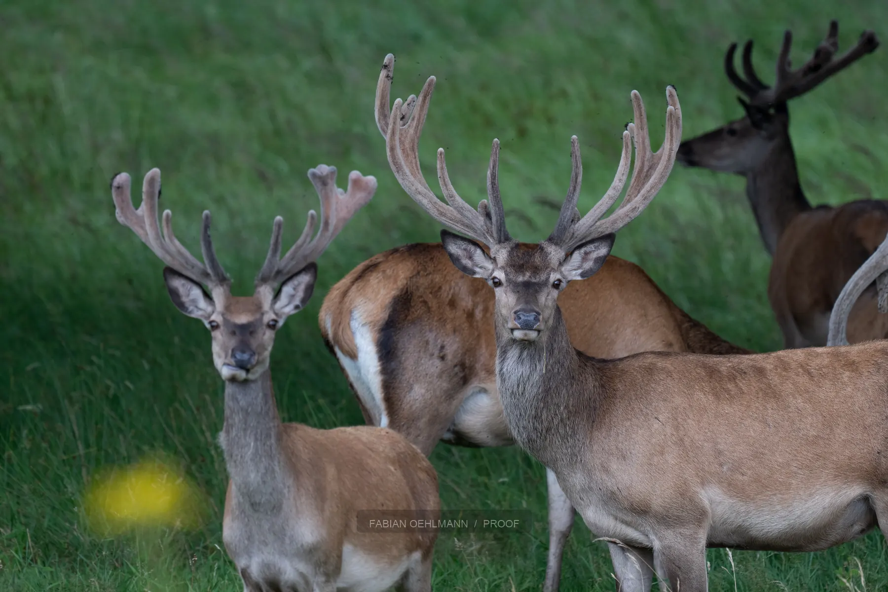 A group of deer watching through green grass