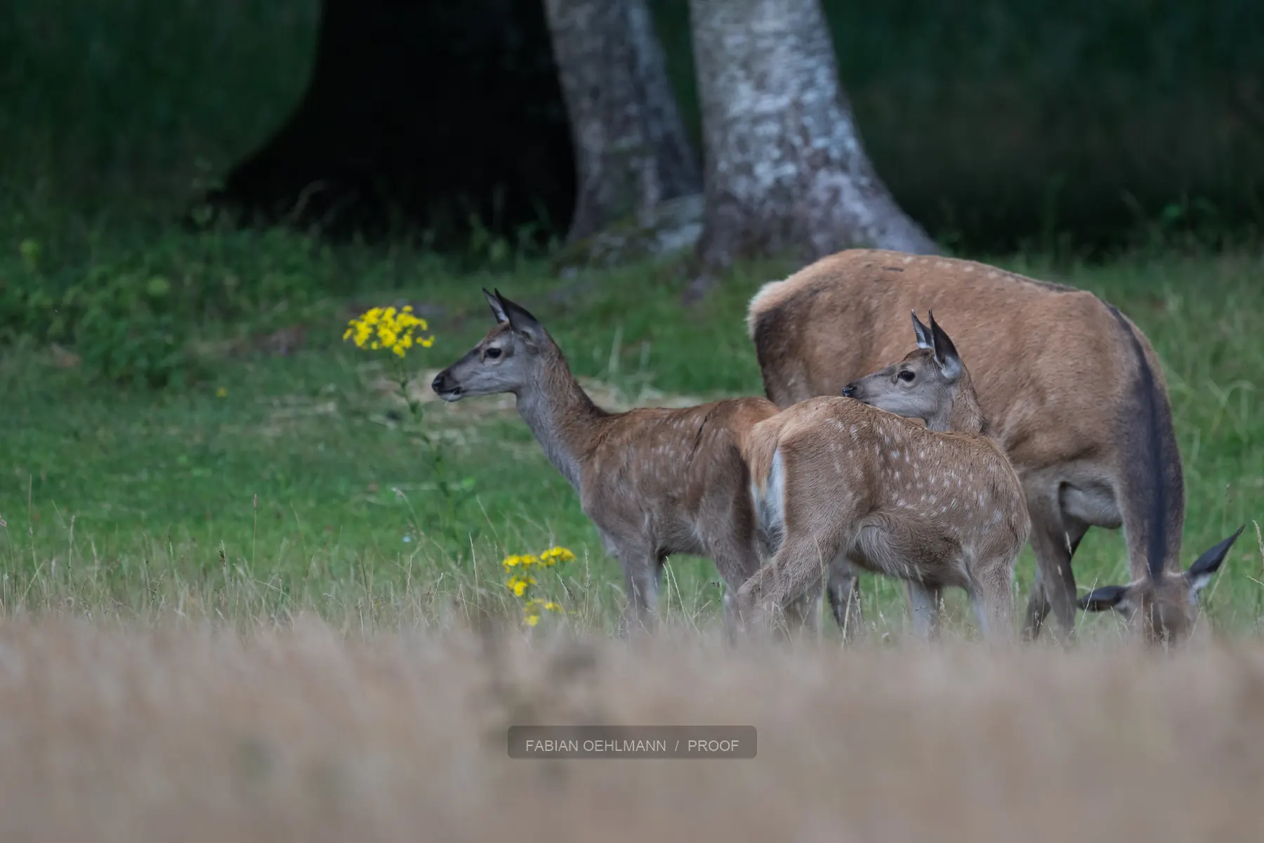 Young foxes playing in a meadow