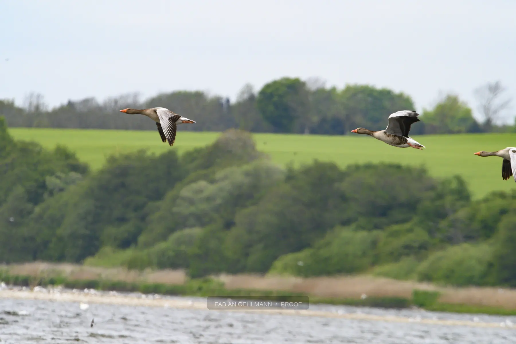 Seabirds flying low above a green coast