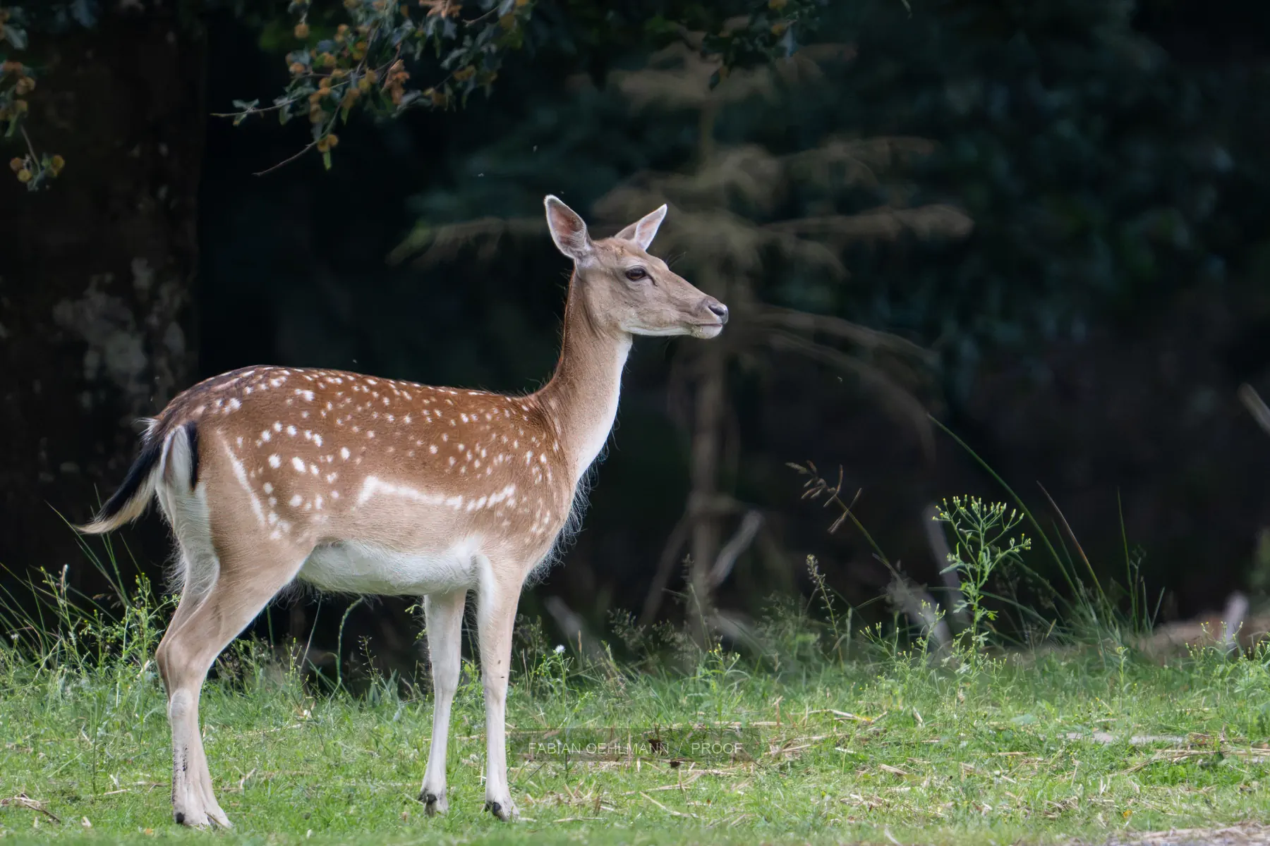 Fallow deer at a forest edge